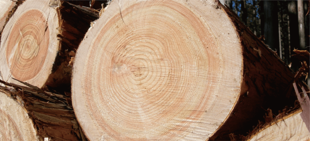 ヒノキの主な特徴は5つ