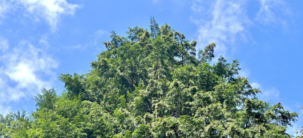 水に強い木材の種類は5つ